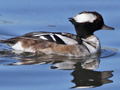 Smew x Hooded Merganser hybrid